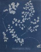 Adiantum Capillus Venerum Anna Atkins